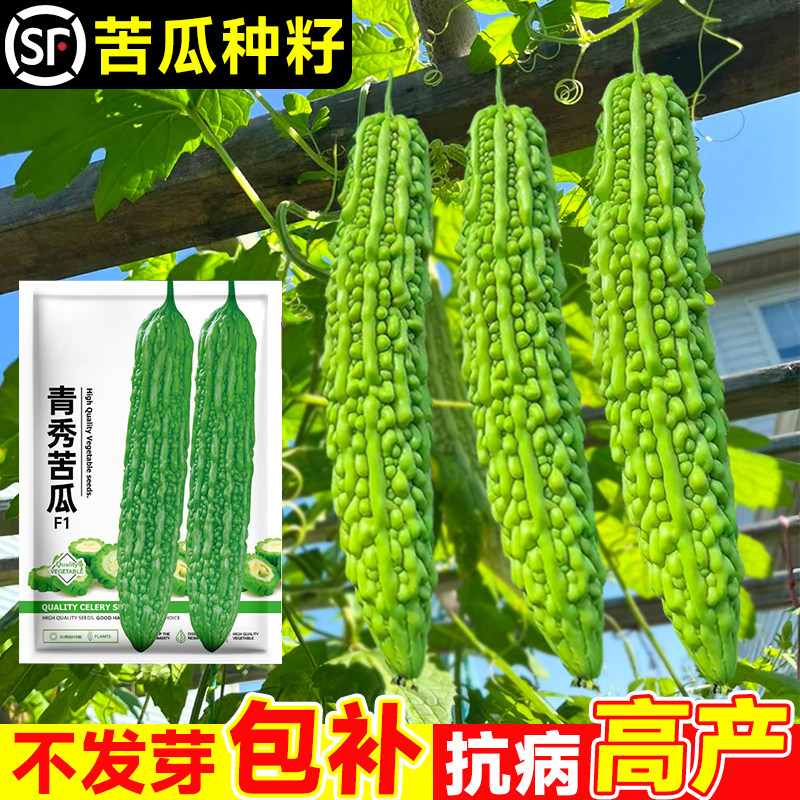 苦瓜种籽老品种白苹果苦瓜种子大全四季庭院阳台蔬菜种孑秧苗盆栽,鲜花速递/花卉仿真/绿植园艺,家庭园艺种子,淘宝优惠券,粉丝福利购,淘宝优惠卷