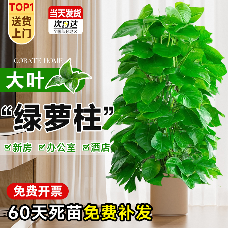 临雅大叶绿萝柱盆栽客厅大型绿植