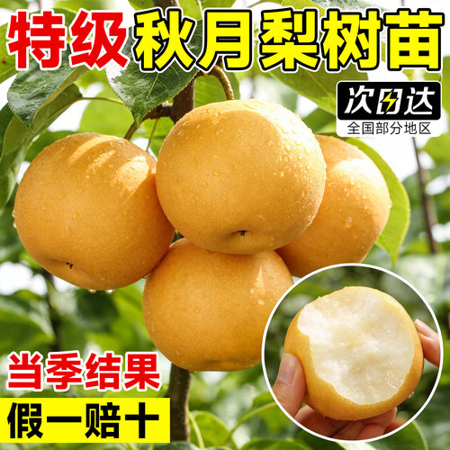 【5A特级秋月梨树苗】包活包对版