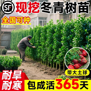 冬青树苗篱笆墙直立庭院绿化植物小叶黄杨室外风景树耐寒四季常青