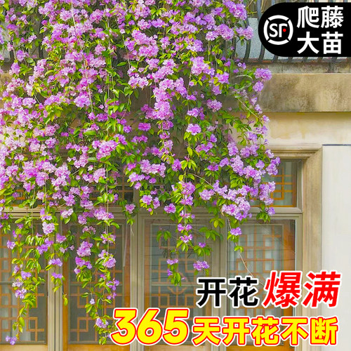 蒜香藤带花爬藤大苗带花发货耐寒