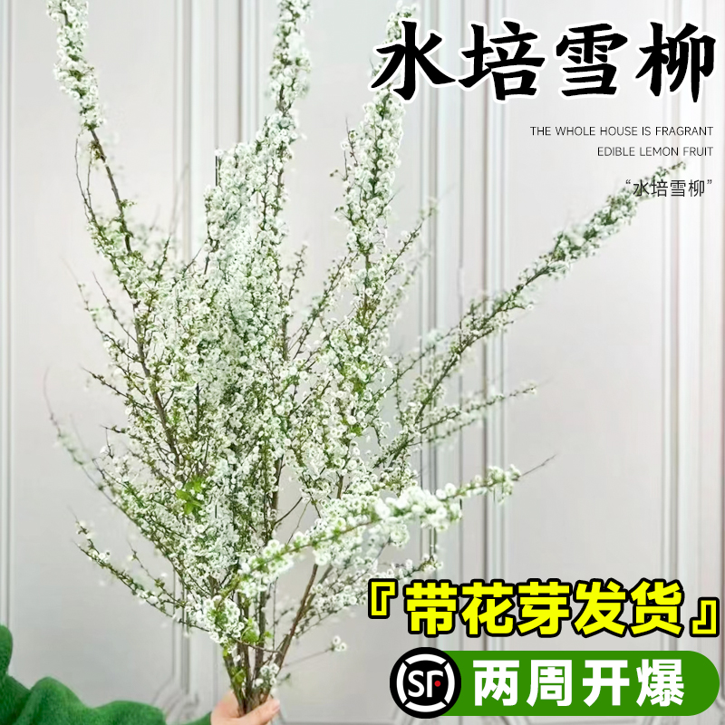 雪柳鲜枝水养干枝马醉木龙柳室内好养吊钟绿植水培带芽鲜花卉植物-封面