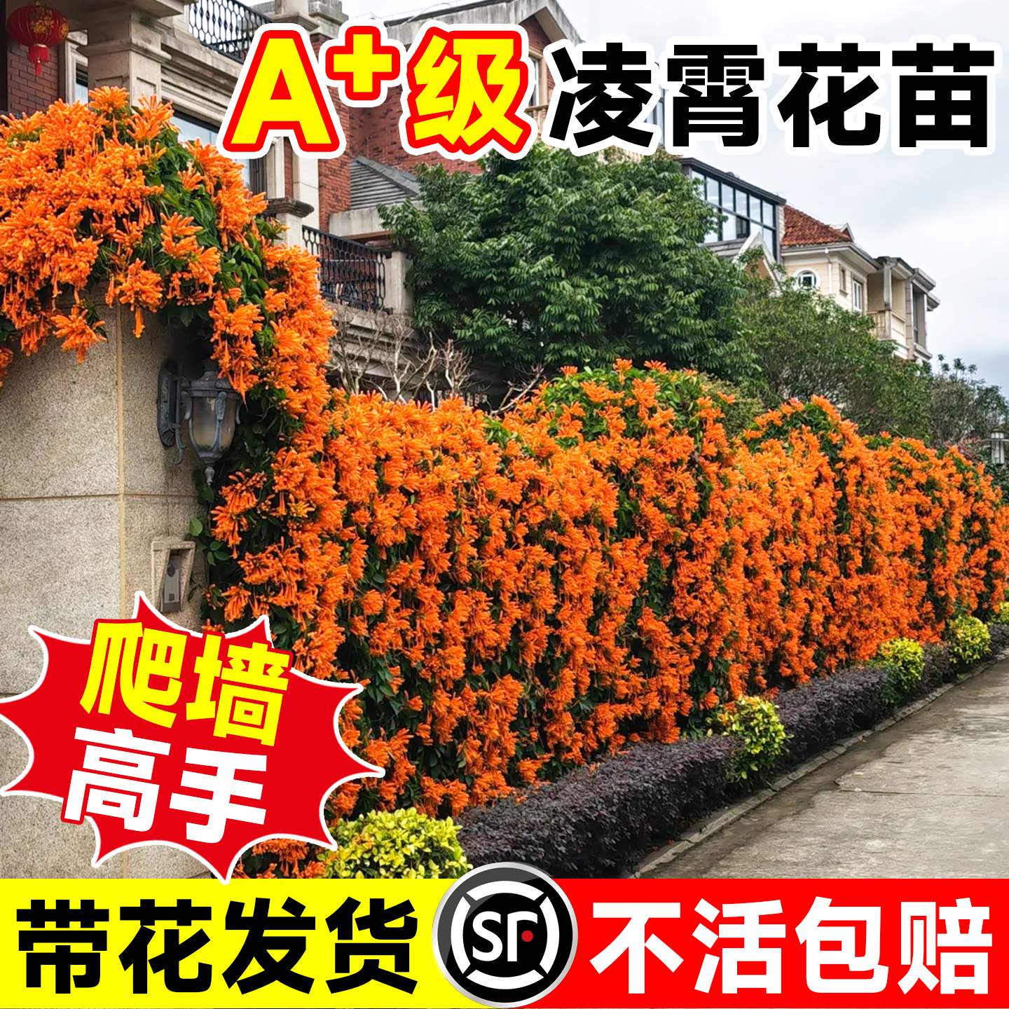 爬藤凌霄花大苗爬墙高手不活包赔