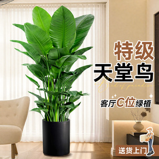 天堂鸟绿植客厅室内大型植物盆栽鹤望兰落地真树办公室好养活禄植