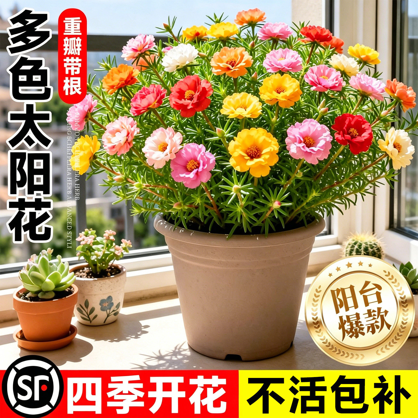 太阳花苗重瓣大花盆栽四季开花带根带土阳台庭院室内室外绿植花卉