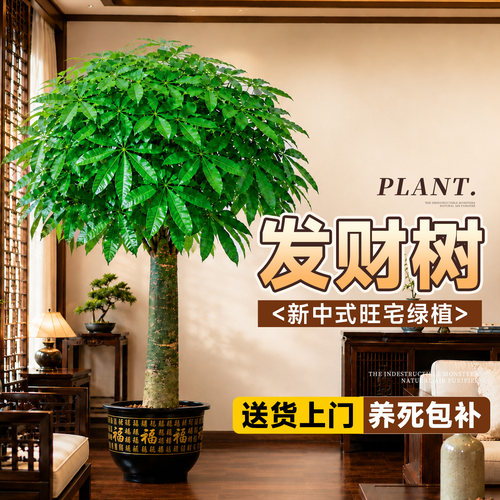【茂密加倍】室内客厅大型发财树