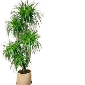 龙血树客厅绿植大型多头龙须树老桩盆栽真树大号室内盆景好养植物