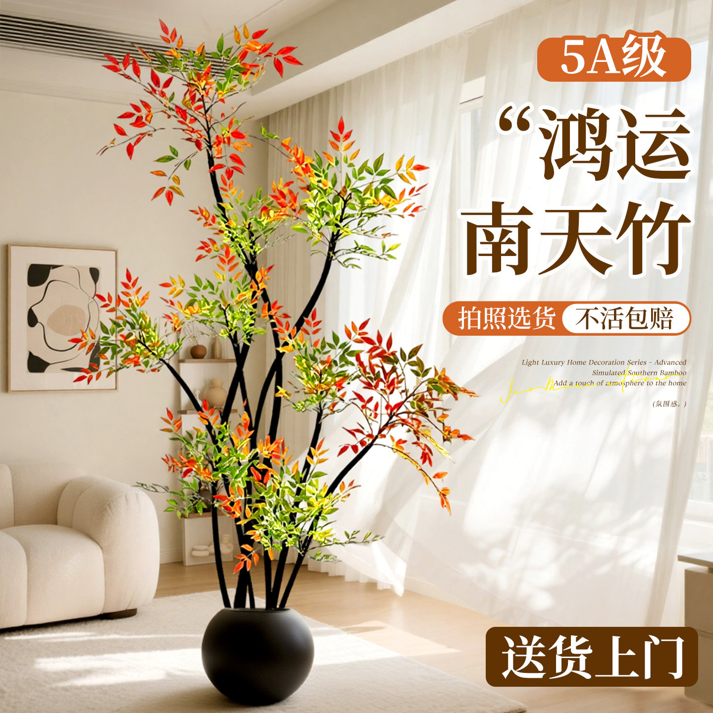 5A级南天竹真树盆栽落地好养四季图片