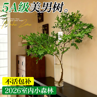 美男树水培植物鲜切枝室内好养四季无土纯水培绿植水养马醉木吊钟