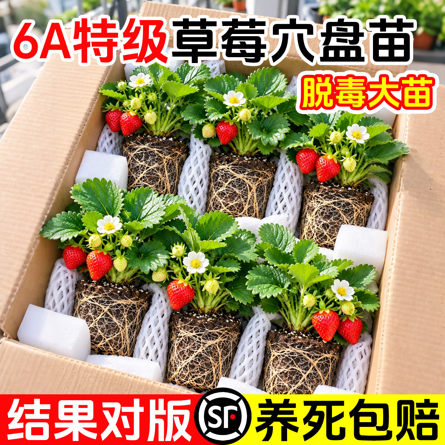草莓苗秧穴盘苗四季结果苗奶油玄玉脱毒高产盆栽成活率高阳台种植