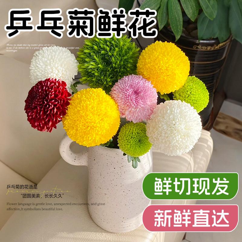 乒乓菊绿毛球鲜切花云南昆明基地直发家用水培插花混搭尤加利真花