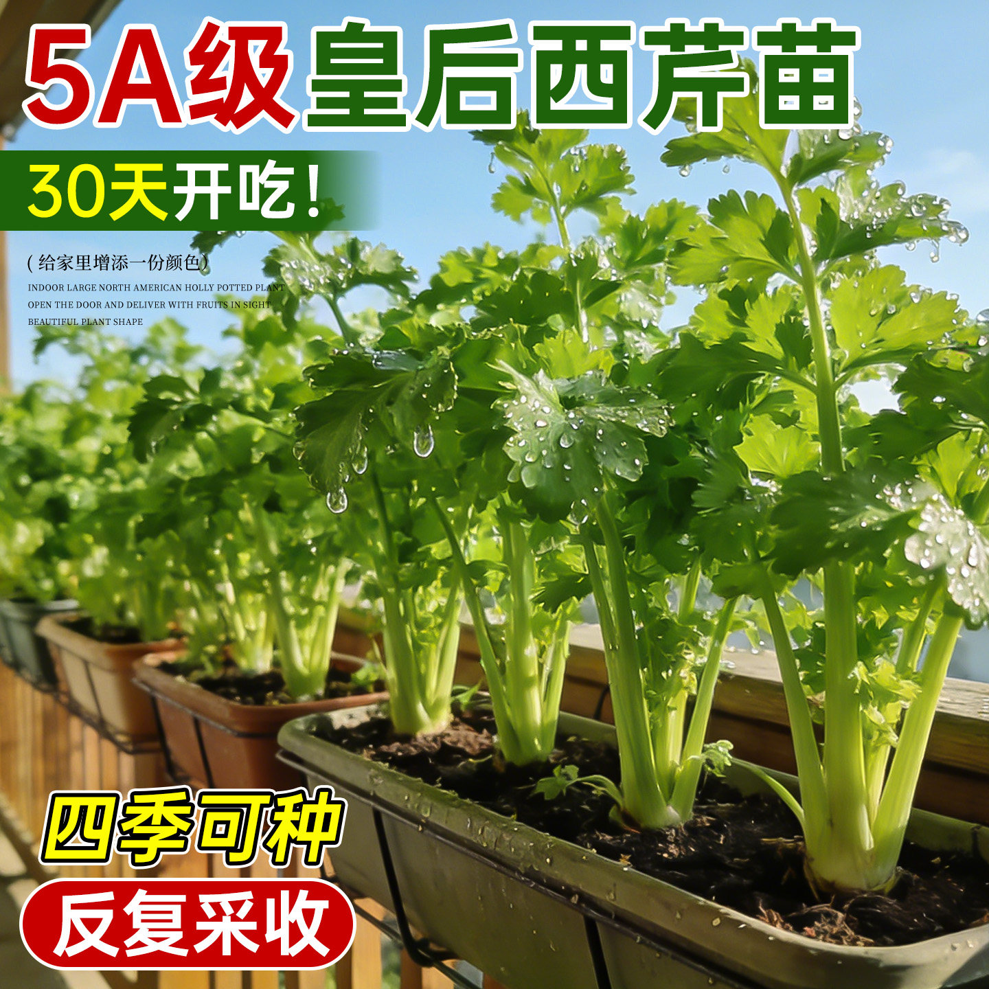皇后西芹苗四季小香芹菜苗秧种子老品种籽孑家庭阳台种植蔬菜盆栽