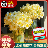 漳州水仙花鲜切花冬季 客厅花卉盆栽重瓣水培植物室内水培种球插花