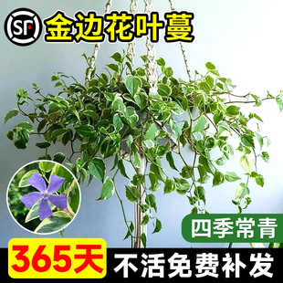 花叶蔓长春藤花苗常春藤盆栽室内垂藤垂吊植物壁挂金边翡翠吊兰绿