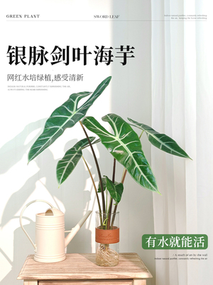 银脉剑叶海芋水培植物办公室内好养客厅桌面绿植热带水生水养高端