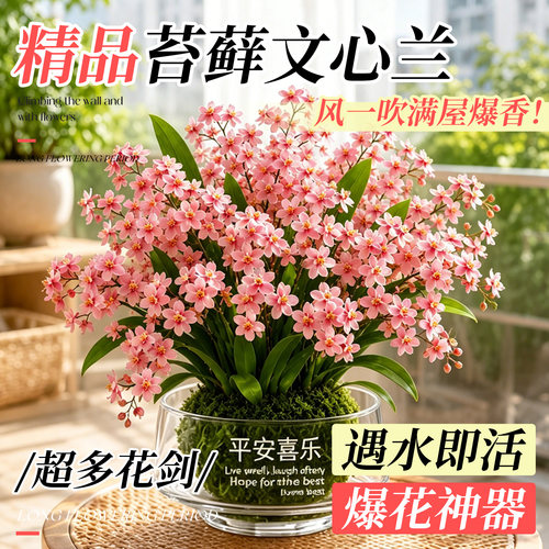 文心兰浓香带苞室内桌面绿植好养