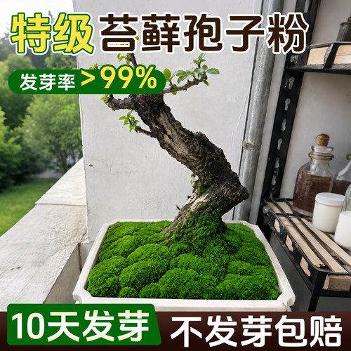 【苔藓孢子粉】包成活不活包赔