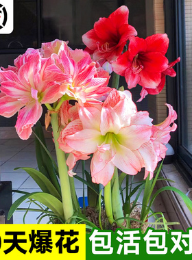 朱顶红进口重瓣种球阿弗雷竹顶红盆栽带花苞卉室内阳台绿植物好养