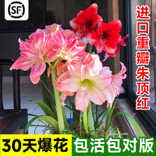 朱顶红进口重瓣种球阿弗雷竹顶红盆栽带花苞卉室内阳台绿植物好养