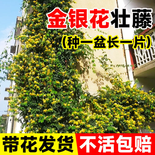 金银花树苗盆栽老桩爬藤