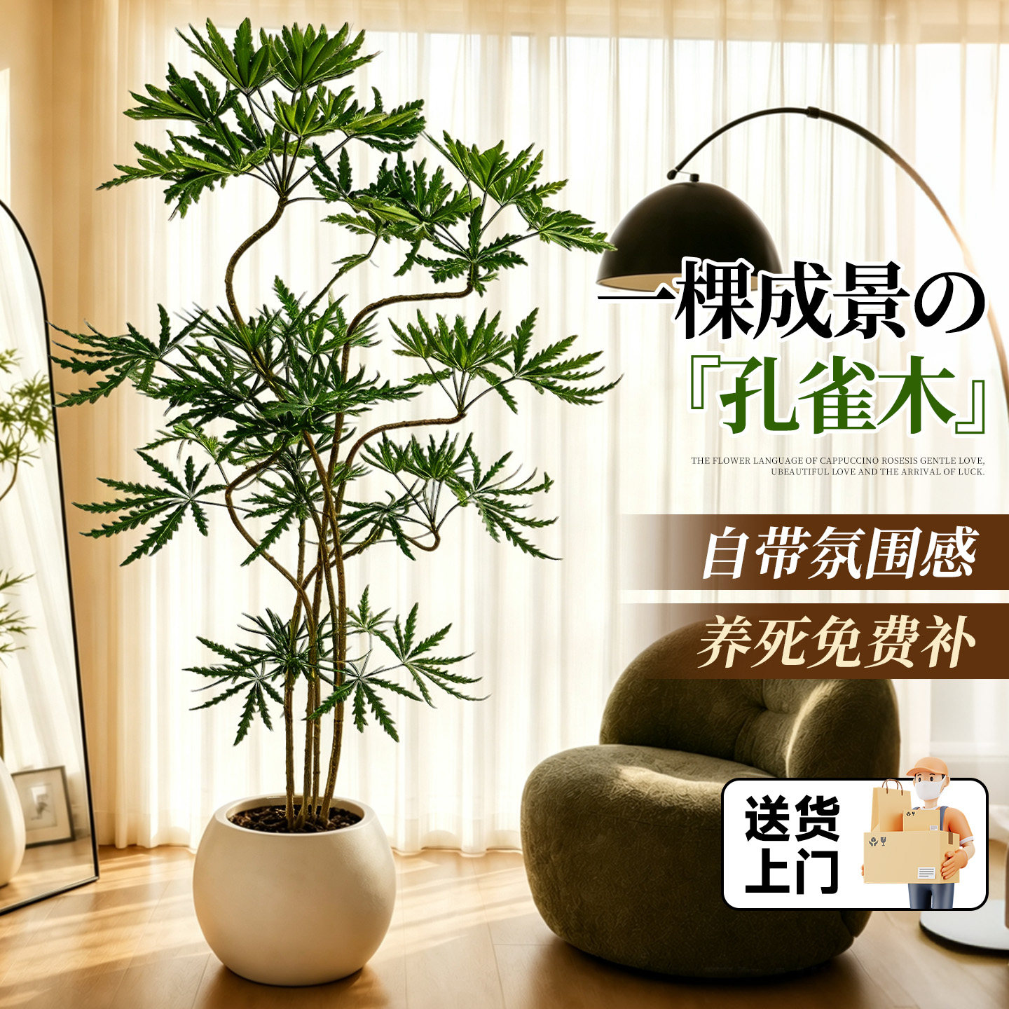 孔雀木绿植室内大型盆栽客厅办公室网红观叶植物落地大号四季好养
