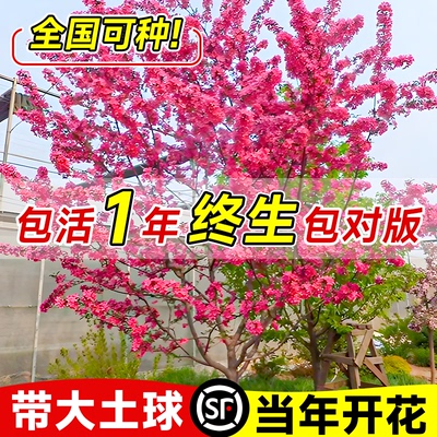 碧桃树大树庭院门前紫叶红花碧桃花树活苗大型旺宅耐寒绿化风景树