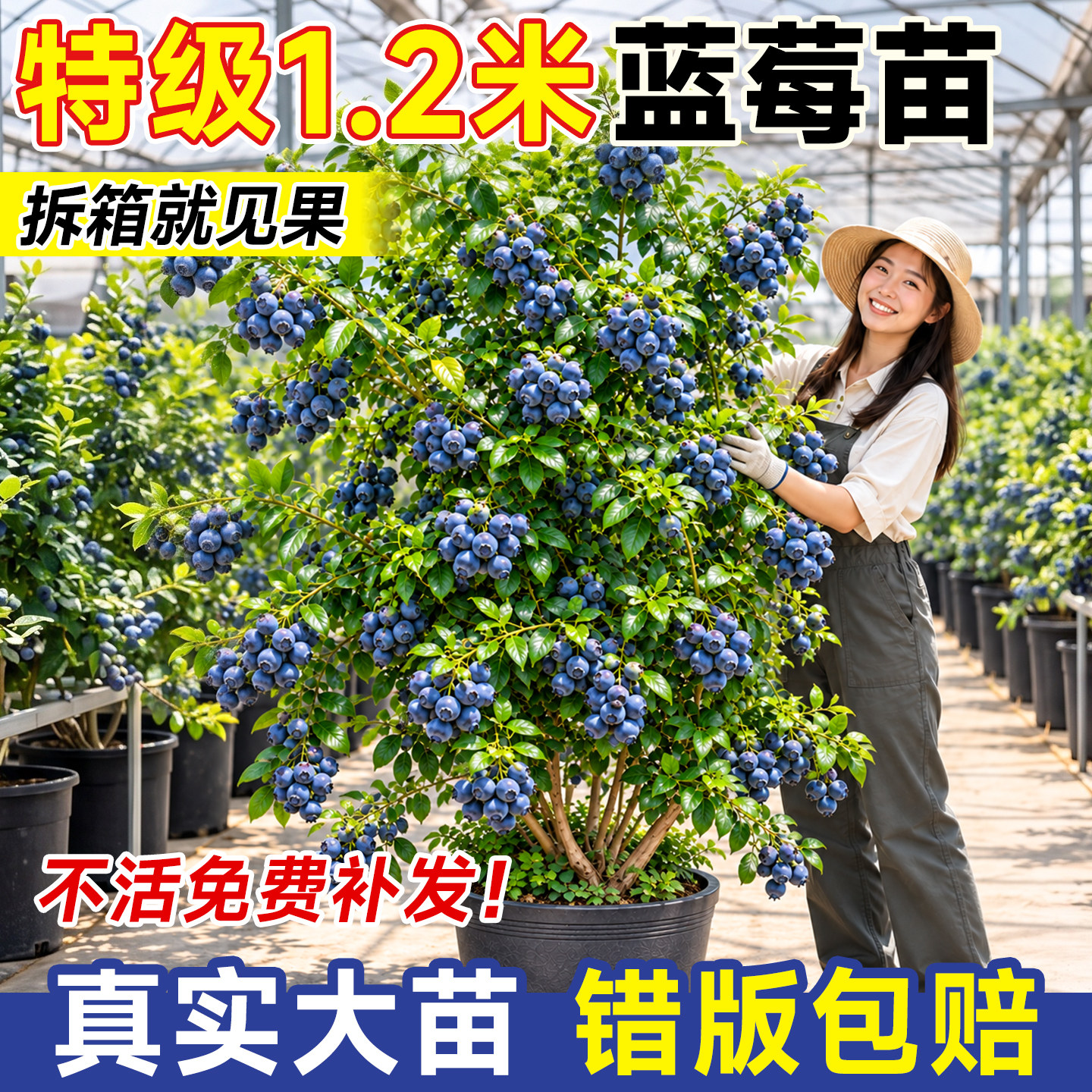 蓝莓树果苗特大号盆栽带果种苗室内阳台北方车厘子绿植物四季结果