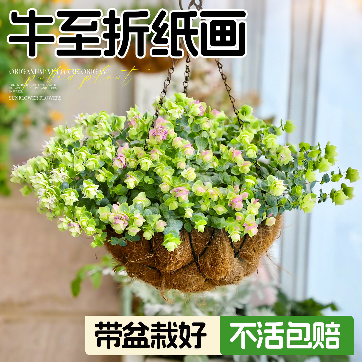 牛至折纸画盆栽多年生花期长成品大苗阳台庭院阳台垂吊观花叶植物