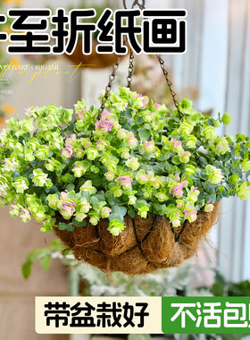 牛至折纸画盆栽多年生花期长