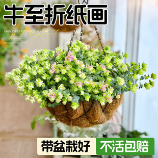 牛至折纸画盆栽多年生花期长成品大苗阳台庭院阳台垂吊观花叶植物