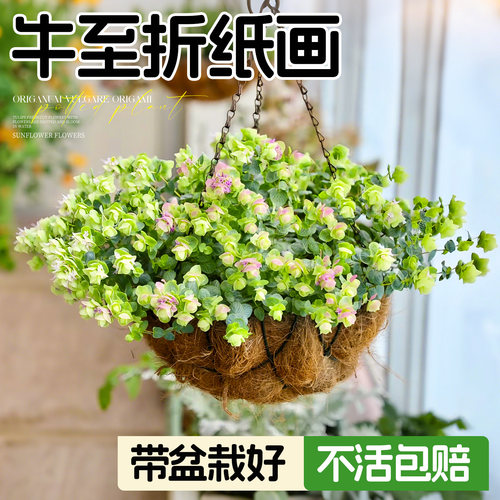 牛至折纸画盆栽多年生花期长