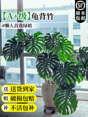 龟背竹客厅大盆栽绿植高级感盆栽大型植物好养高端大气上档次室内