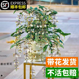 垂丝茉莉盆栽带花苞进口绿植室内白蝴蝶四季 开花稀有垂吊植物大苗