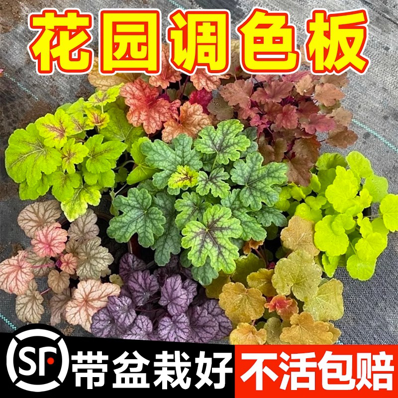 矾根观叶绿植物盆栽耐阴大小花苗