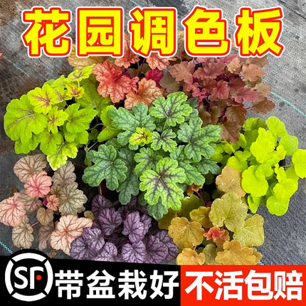 矾根花苗植物盆栽多色观叶花卉绿植室内外阳台大小苗盆景四季耐寒