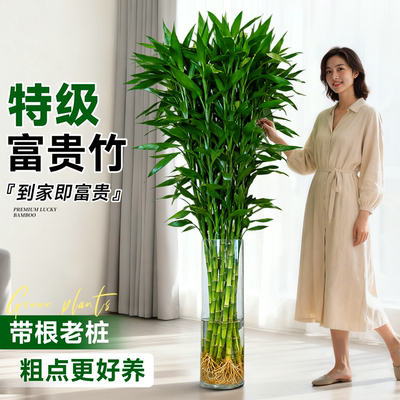富贵竹水培植物招财水养超大号