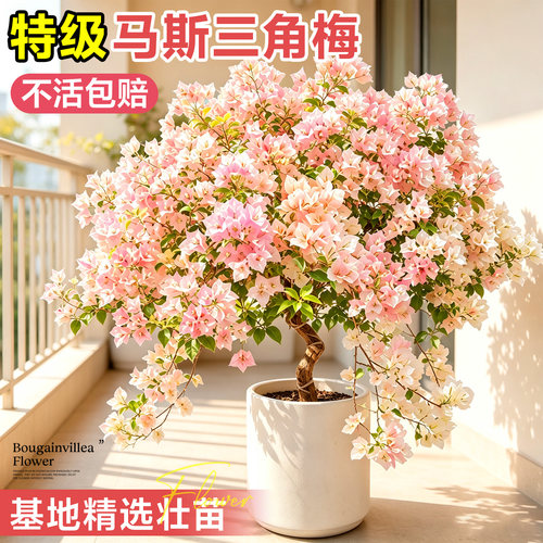 5A特级三角梅带花不活包赔