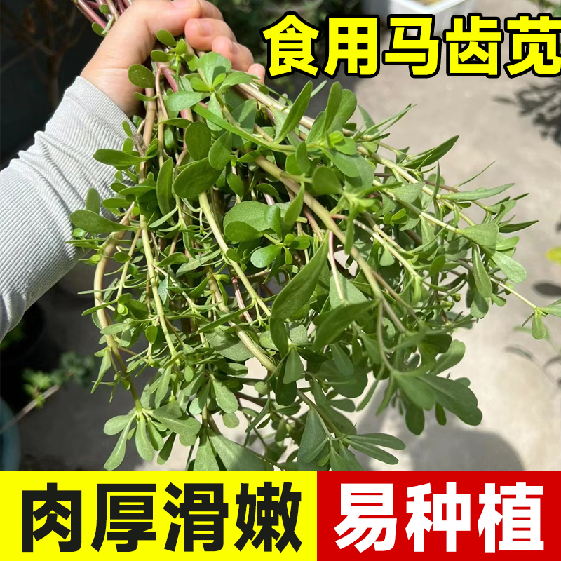 马齿苋菜种籽新鲜四季蔬菜种子马芷苋室内阳台庭院盆栽简单好种孑