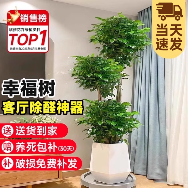 幸福树客厅盆栽大型老桩绿植室内平安树盆景除植物甲醛四季好养禄