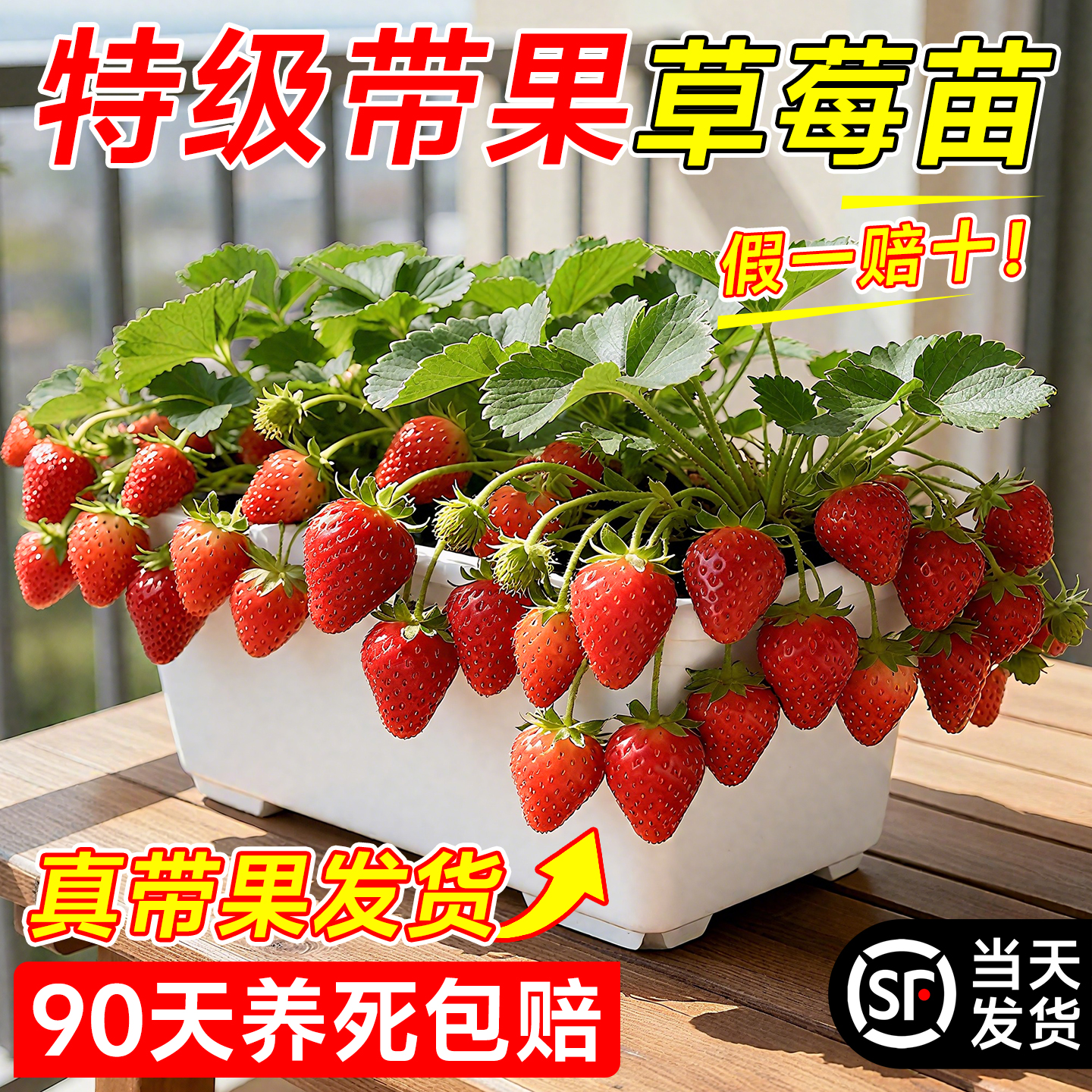 特级带果草莓苗四季品种不活包赔