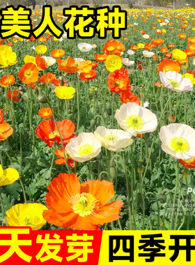 虞美人花种冰岛太阳花花种籽子室内外花卉种孑凤仙花四季播种开花