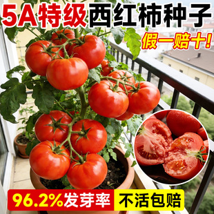 西红柿种子番茄种子老品种铁皮农家番茄沙瓤春播蔬菜种子种籽大全