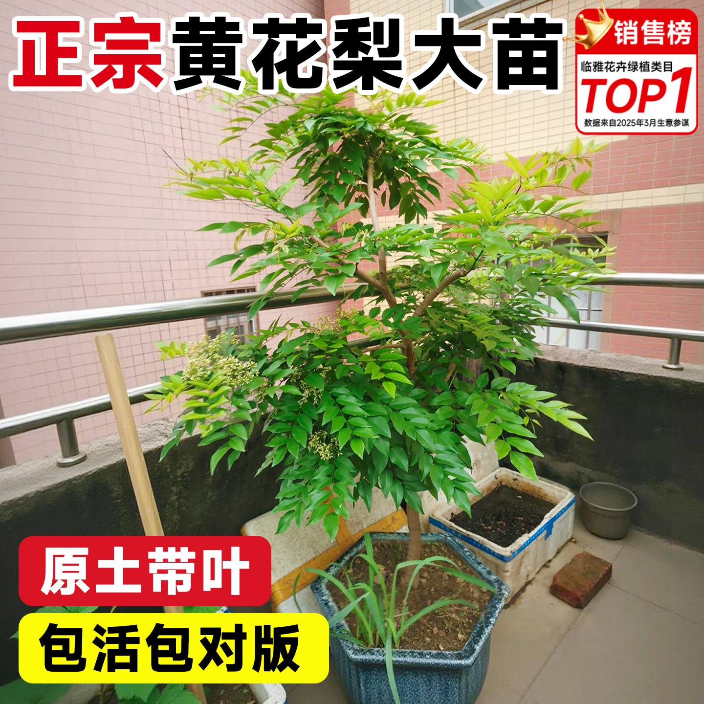 正宗黄花梨树苖名贵树南北方种植
