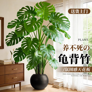 龟背竹客厅绿植高级感室内大型盆栽大叶老桩落地植物盆景四季好养