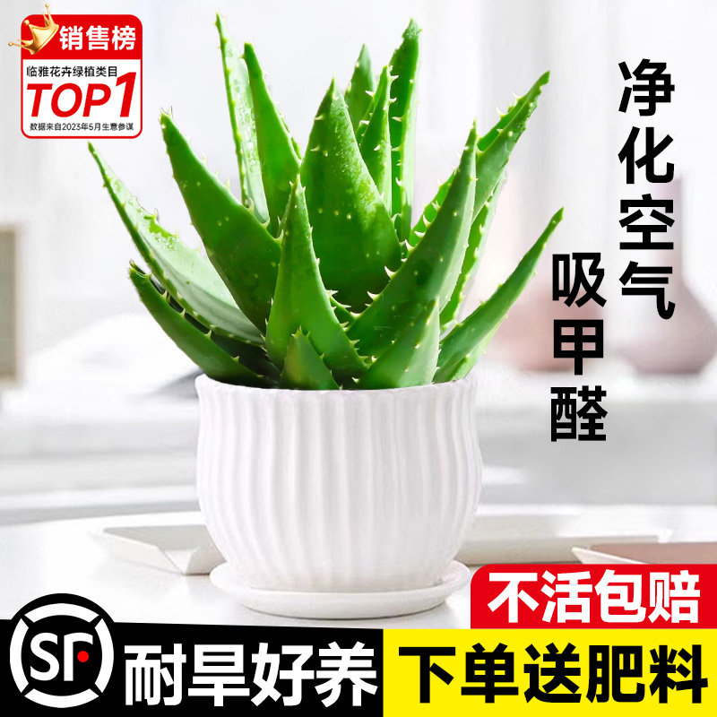 芦荟盆栽室内清新空气好养活桌面四季常青植物仙人掌多肉花卉绿植,鲜花速递/花卉仿真/绿植园艺,绿植,淘宝优惠券,粉丝福利购,淘宝优惠卷