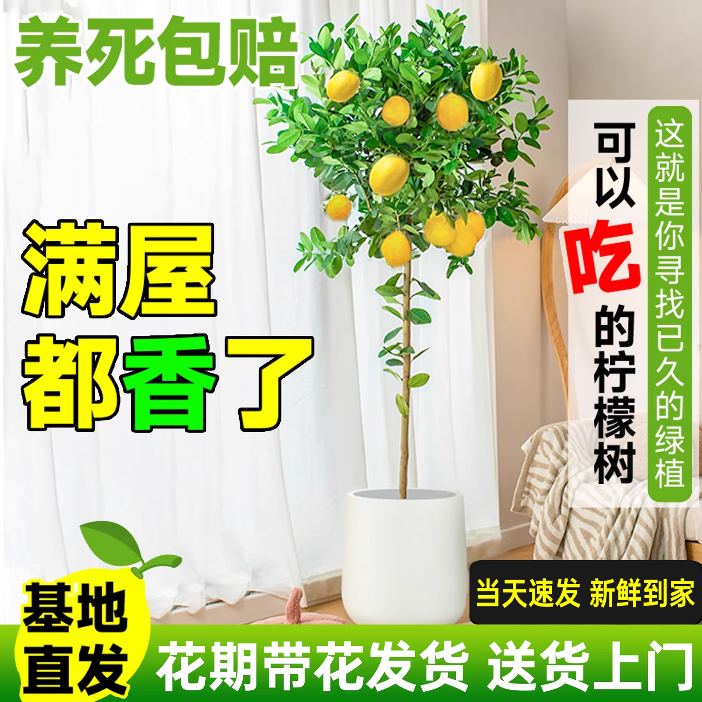 满屋柠檬香】精选柠檬树带果老桩