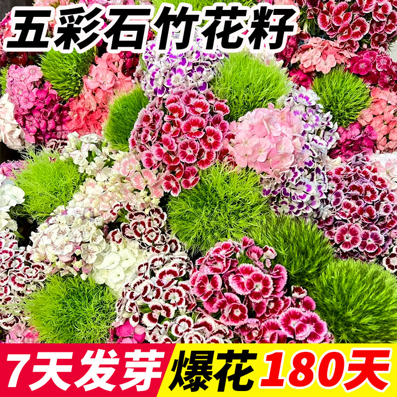 五彩石竹花籽子美国须苞欧石竹花种孑阳台庭院室内外四季播种开花