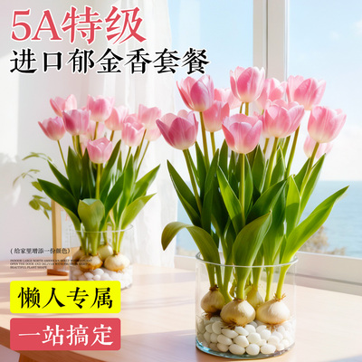 【荷兰进口】5A特级郁金香种球