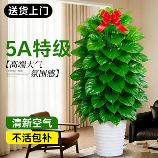 大叶绿萝柱盆栽客厅大型绿植办公室内除甲醛净化空气好养绿箩植物