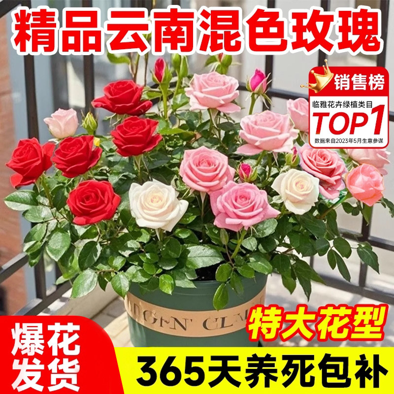 【爆花发货】一盆多色收到即赏花图片